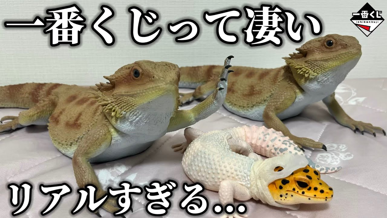 【一番くじ】店員さんも苦笑いの展開になってしまいましたw【爬虫類&両生類】【フトアゴヒゲトカゲ/ヒョウモントカゲモドキ/かわいい/癒し/ペット/フィギュア/開封レビュー/ラストワン/動物】