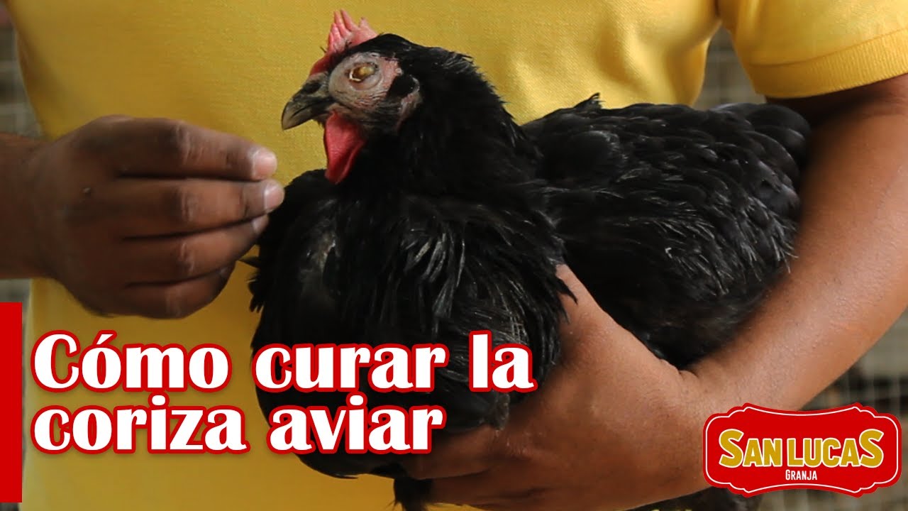 Coriza infecciosa aviar | Así es como se cura el ojo hinchando en aves | Granja San Lucas