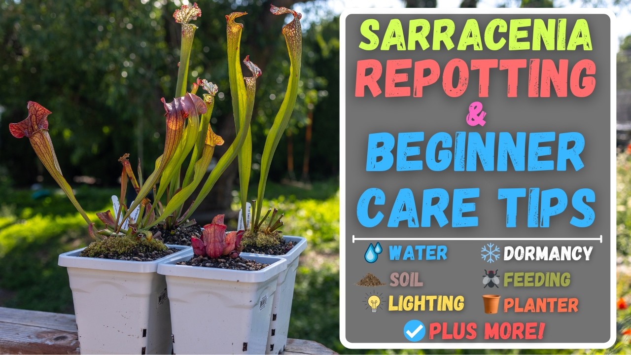 How To Repot A Sarracenia Pitcher Plant + Beginner Care Tips