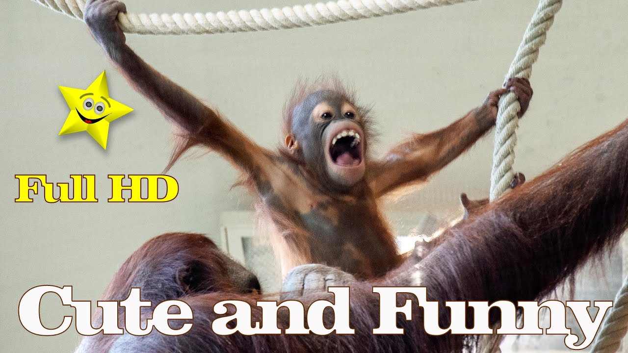 Sari, Kendari, and Sol under the ceiling#funny #orangutans#funnyanimals # funny video#monkeys