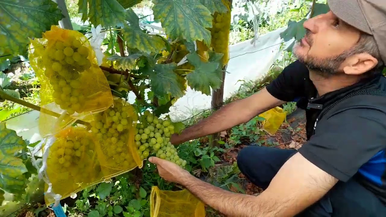 Struguri de masa Palatina copti la munte 2024