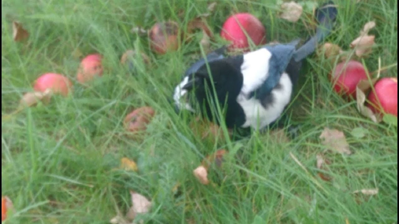 Drunk Bird