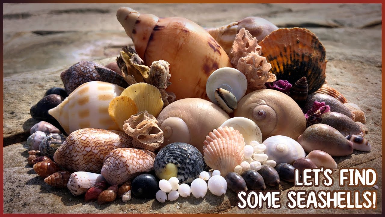 Textile Cones & Magnificent Volute | Finding Seashells at Low Tide