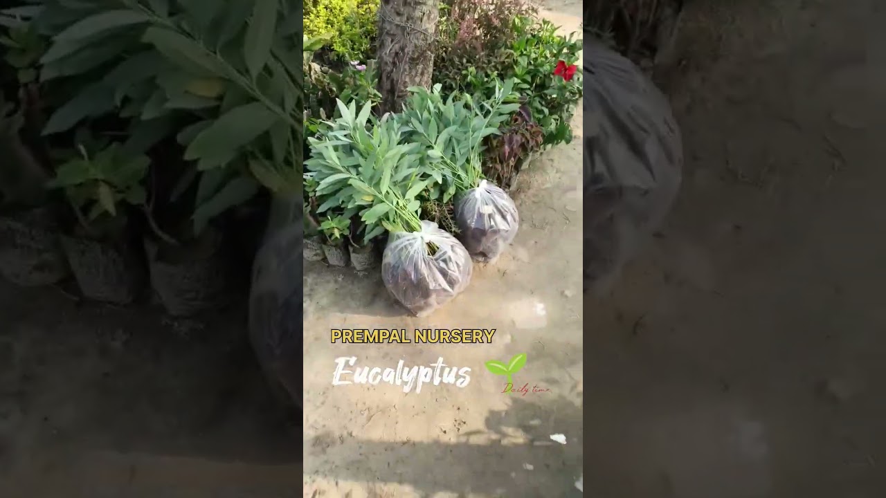 Eucalyptus plant 🌱💸 #prempalnursery #eucalyptus