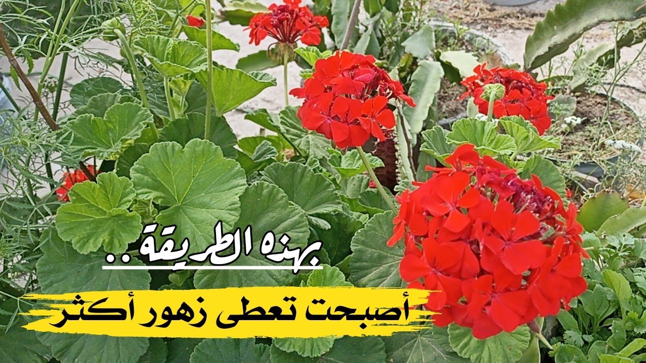 بهذه الطريقة سوف تعطي الجيرانيوم زهور و نموات أكثر | كيفية رعاية خبيزة الزهور