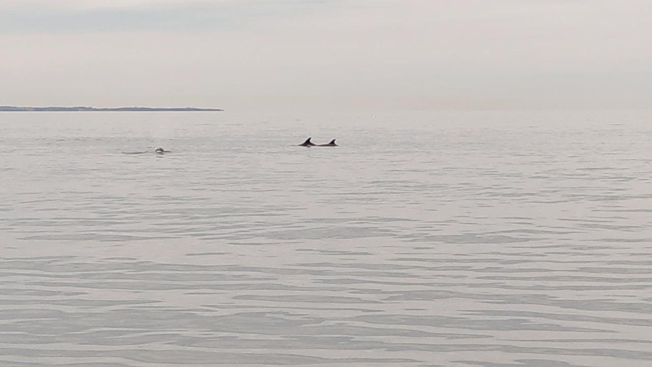 Una trentina di delfini avvistati nel golfo di Trieste