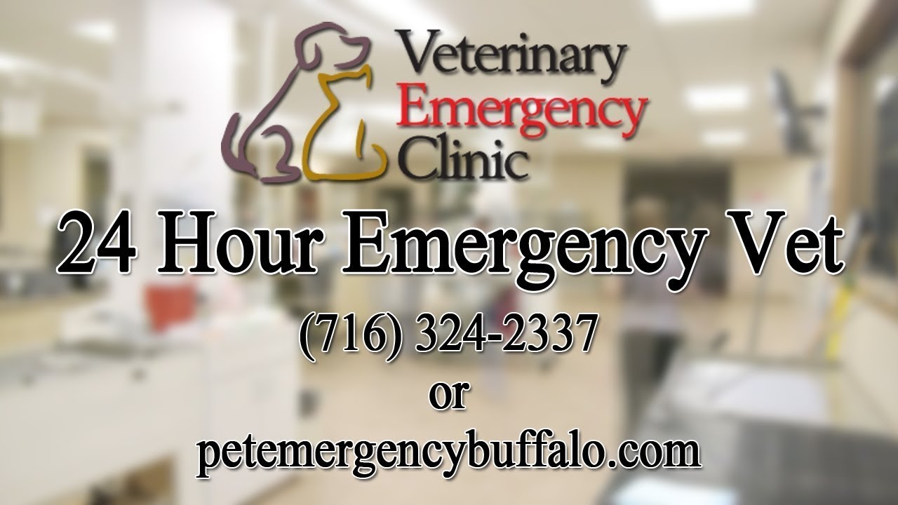 24 Hour Pet Emergency Clinic Buffalo NY | Buffalo NY Veterinary Emergency Clinic | Pet Emergency