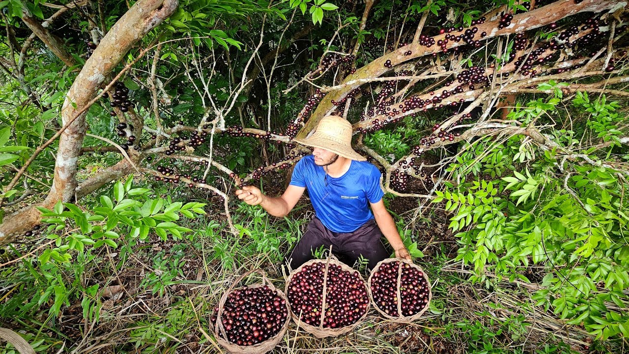 Quando essa fruta começa  a produzir  e fartura  na certa // grande  COLHEITA 