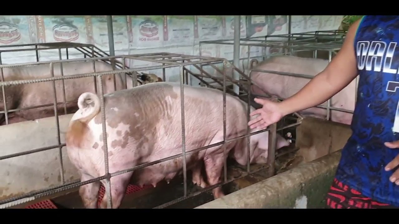 BUNTIS NA INAHING BABOY, AYAW KUMAIN! ALMOST 2 WEEKS. ANO ANG PWEDENG GAWIN?