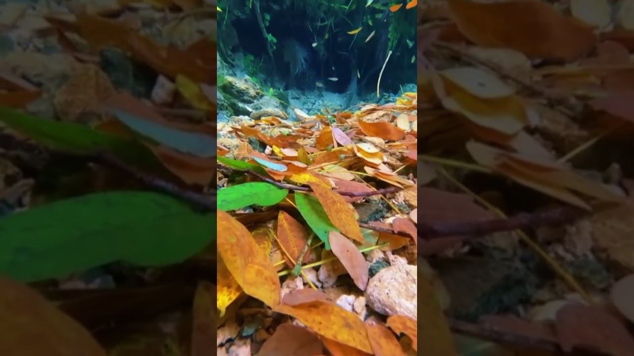Dive Into Calm: The Slow-Motion Magic of Water. 
