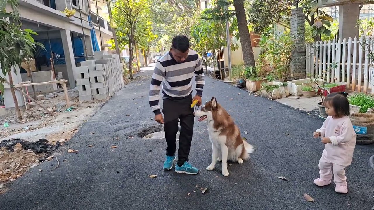Husky walking discipline training (sky 9th months old) 