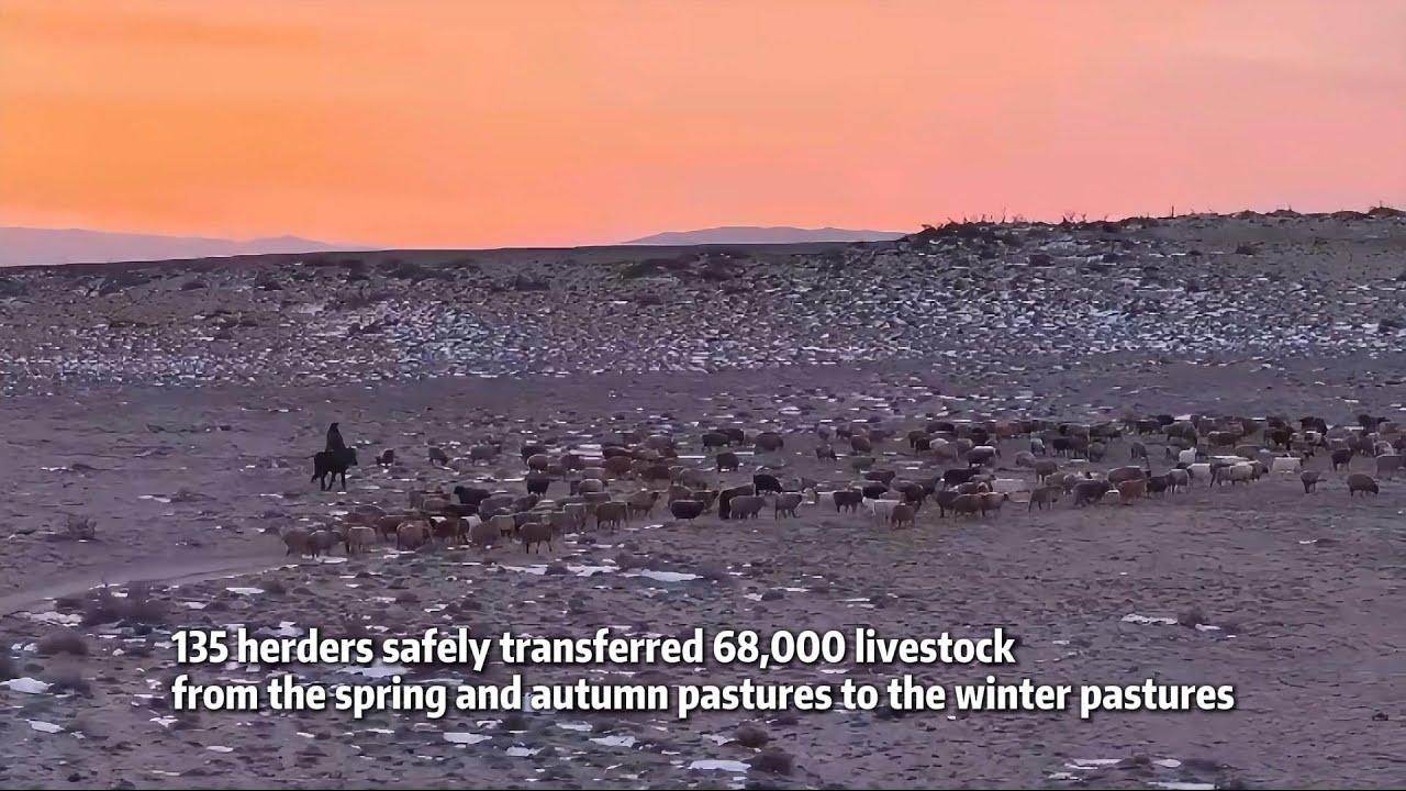 Winter transhumance in Xinjiang kicks off!