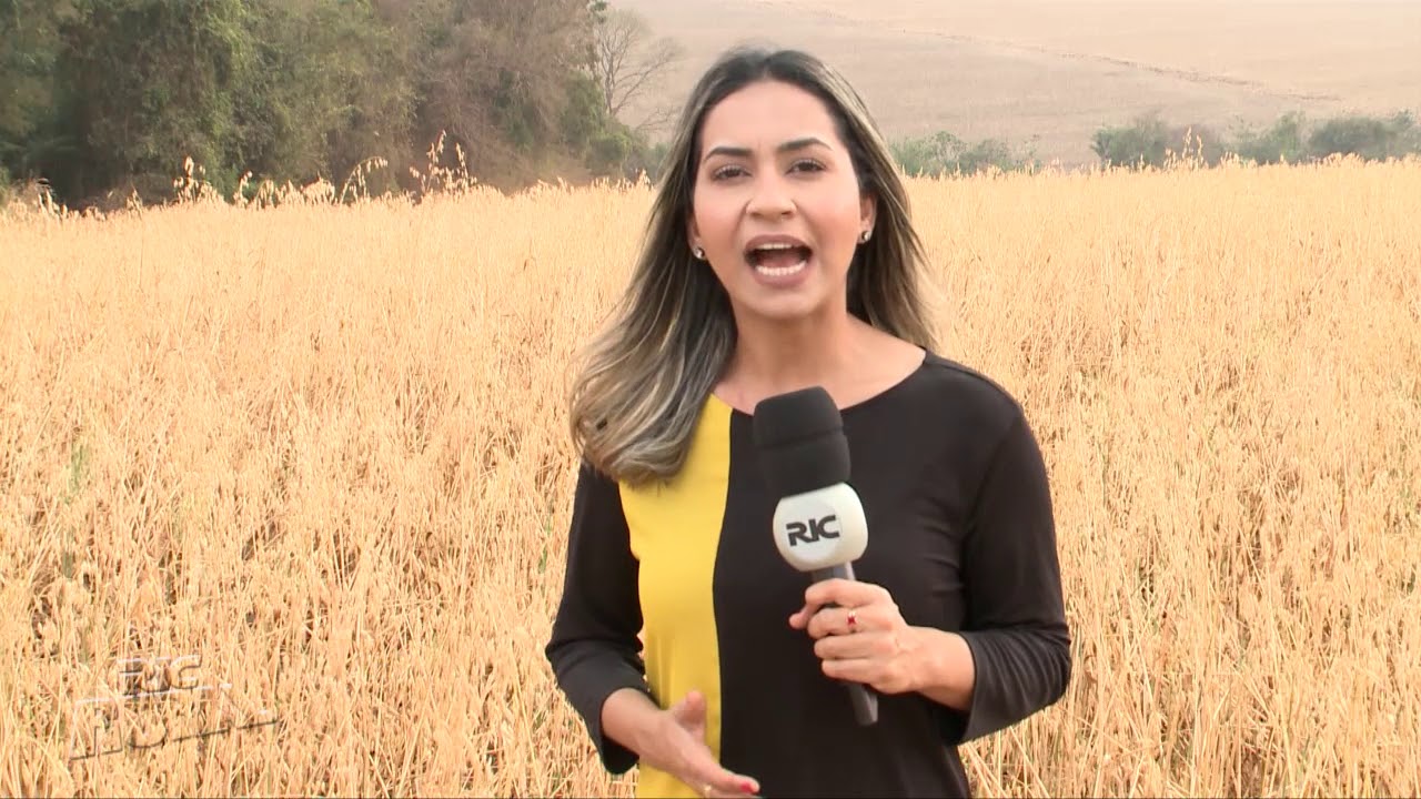 Aveia preta é alternativa para produtores rurais na rotação de culturas