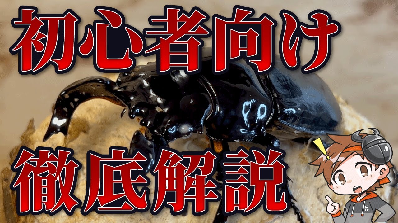 【初心者向け】タランドゥスオオツヤクワガタ飼育方法徹底解説！