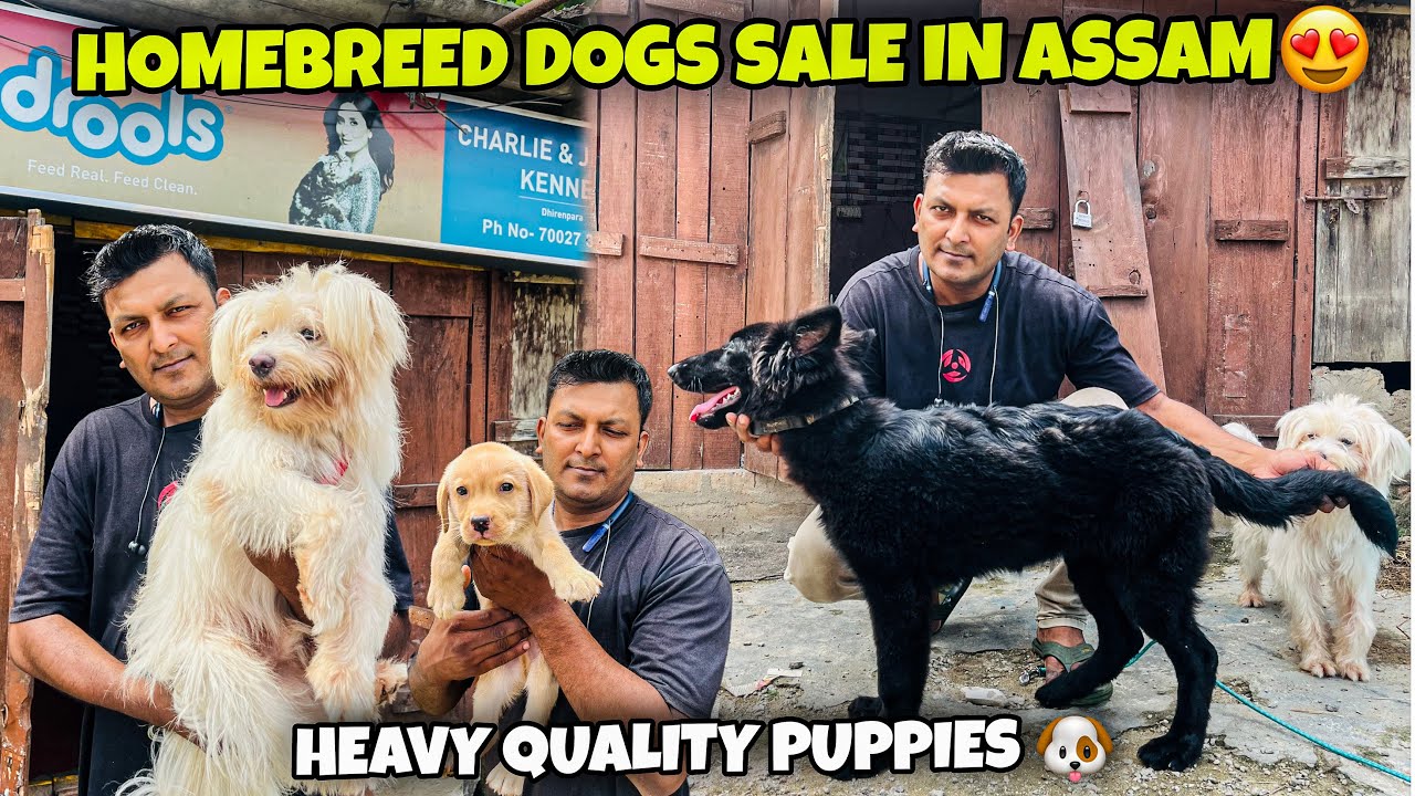 Homebreed Dogs Sale in Assam 😍Heavy Quality Puppies 🐶 