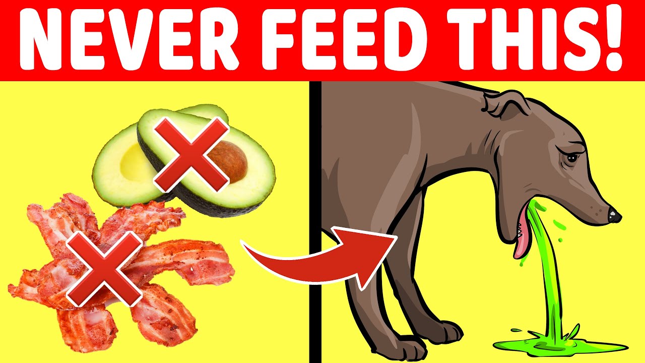 8 Foods That Could Kill Your Dog