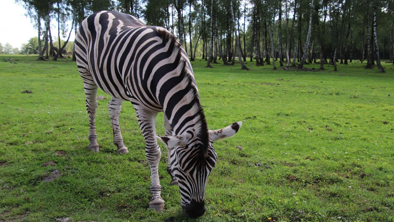 Monde Sauvage D'Aywaille Zoo Safari Tour (Belgium)