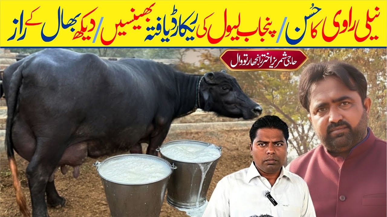 Nili Ravi Ka Husan: Punjab Level Ki Record Yafta Bhainsain Aur Dekhbhaal Ke Raaz | Village Areas TV