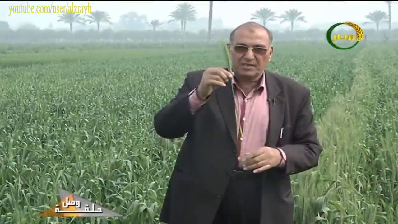 زراعة القمح ومكافحة الصدا والتفحم بالتفصيل