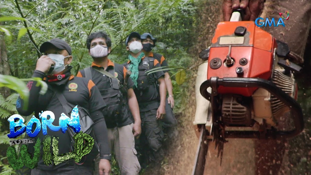 Born to be Wild: Forest rangers vs. poachers