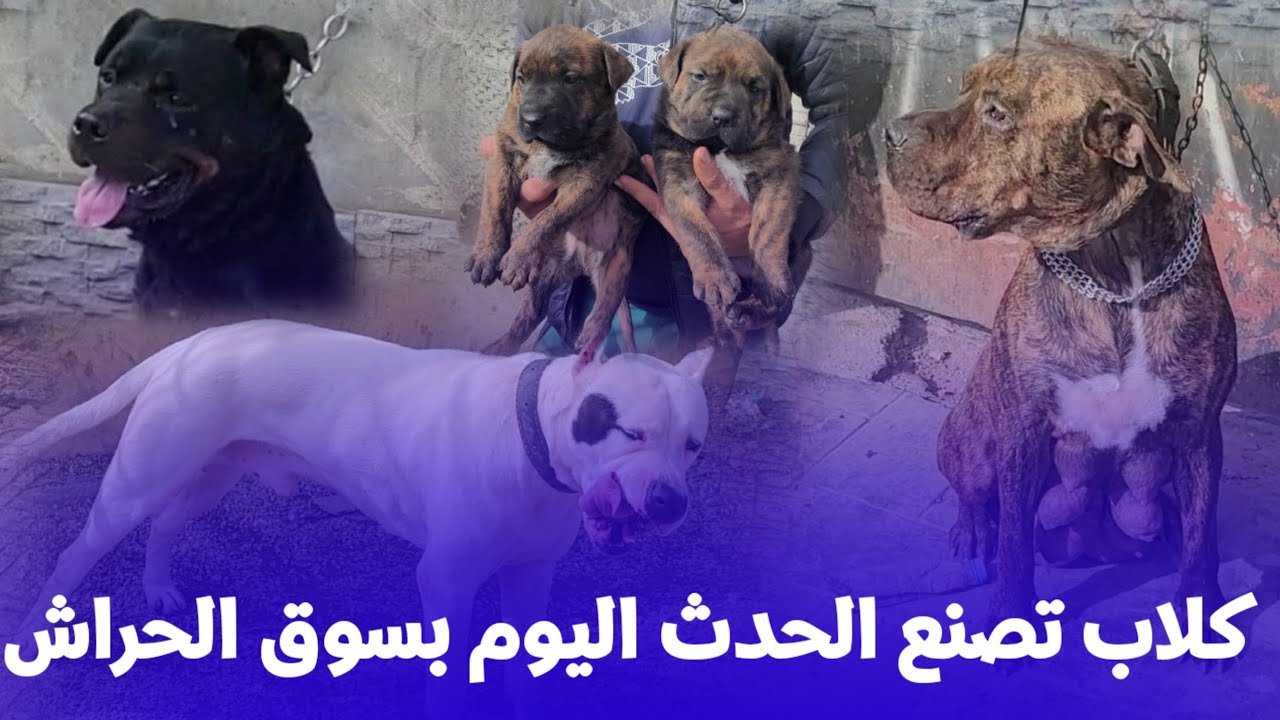 🔴 سوق الحراش لبيع جميع انواع الكلاب : لايفوتك هذا الفيديو  عروض قوية بانتظارك المالينوا الاكثر طلبا
