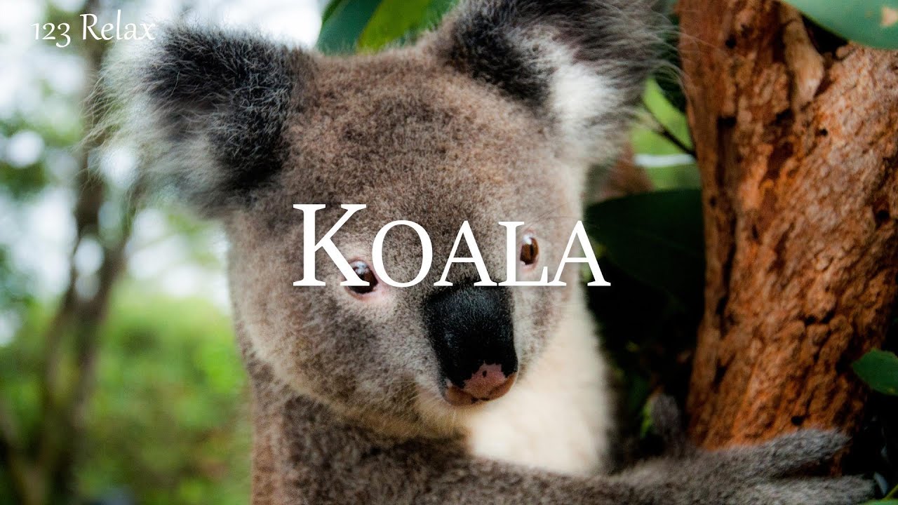 CUTE KOALAS - Relaxing Film With Amazing Scenery and Calming Music