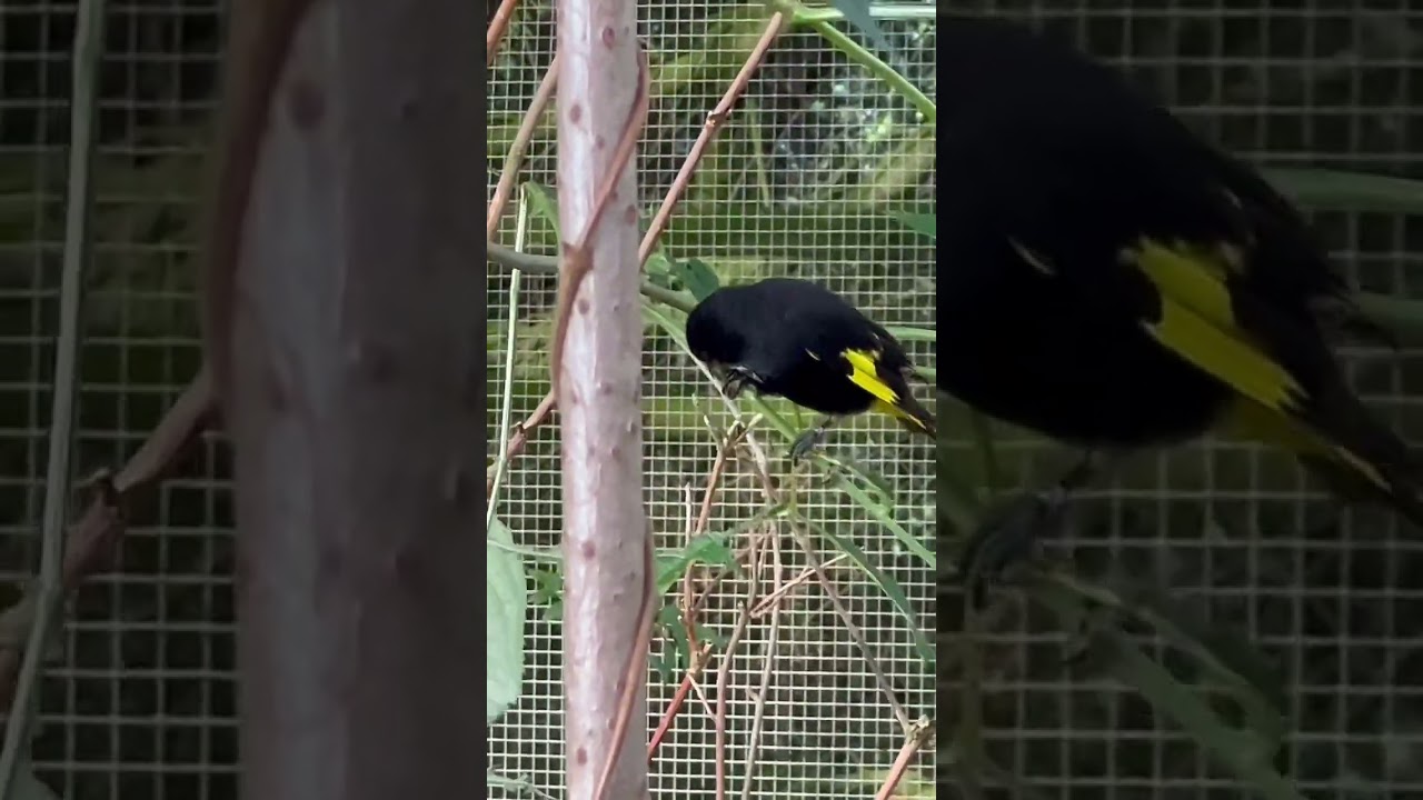 Red Siskin & Black Siskin | Bird Aviary | Bird Sounds