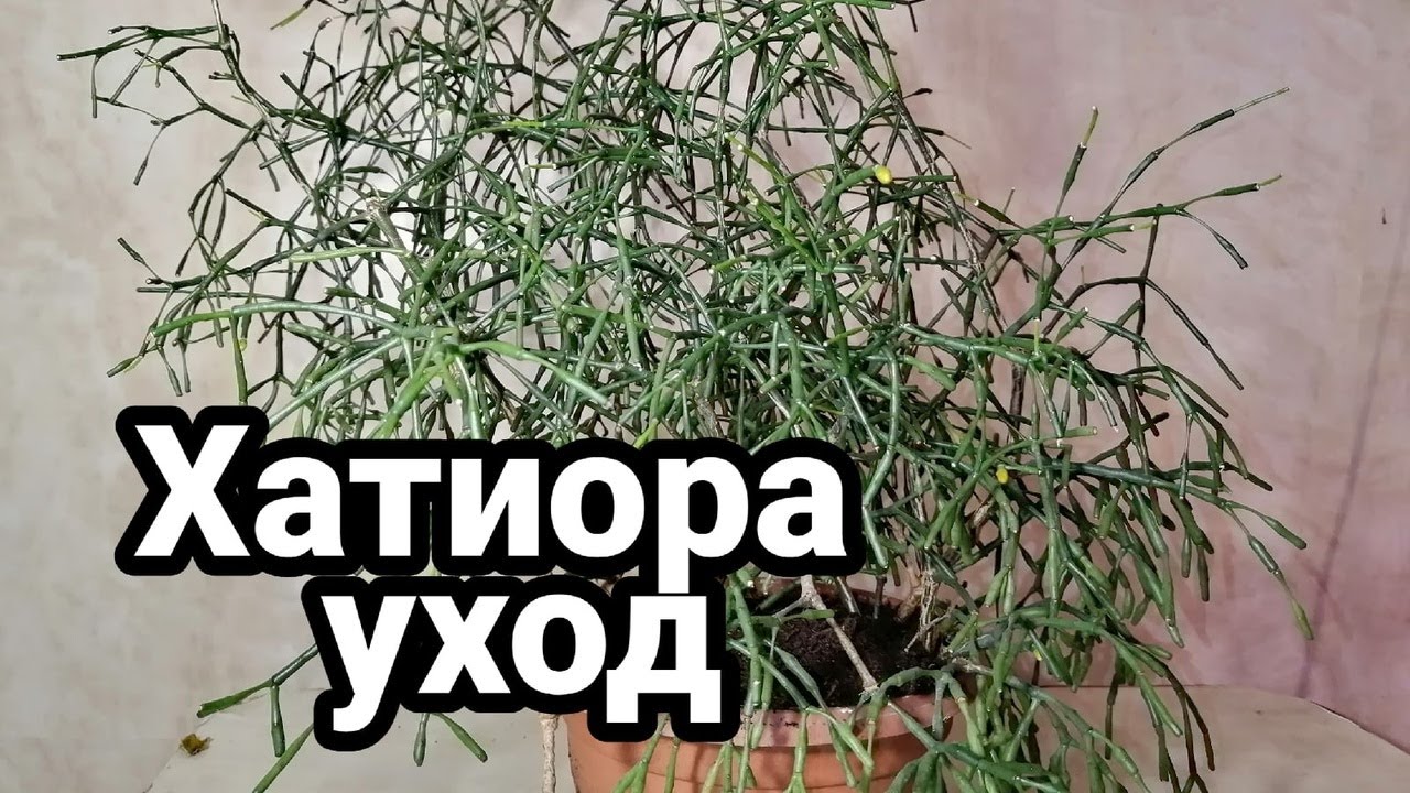 Уход за хатиорой в домашних условиях
