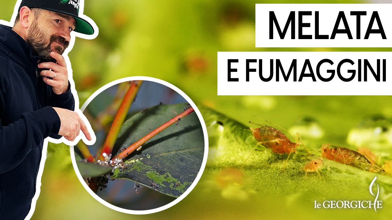 Strane macchie nere sulle foglie? Sono pericolose? Melata e fumaggini, come combatterle