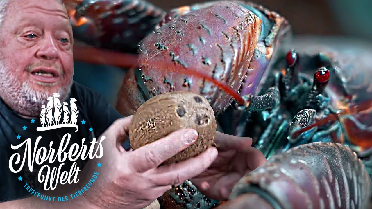 Dieser KREBS SCHNEIDET FINGER AB! | Der Palmendieb | NORBERTS WELT | Zoo Zajac