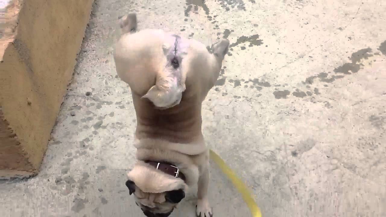 Pug Peeing On Two Legs