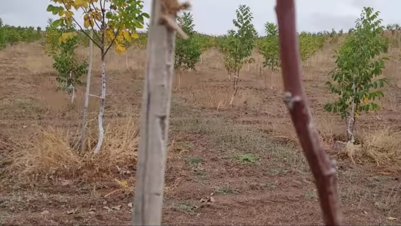 176- İç Anadolu'da Chandler Ceviz Kış Soğundan Ne Kadar Etkilendi? Kendini Ne Kadar Toparlayabildi?