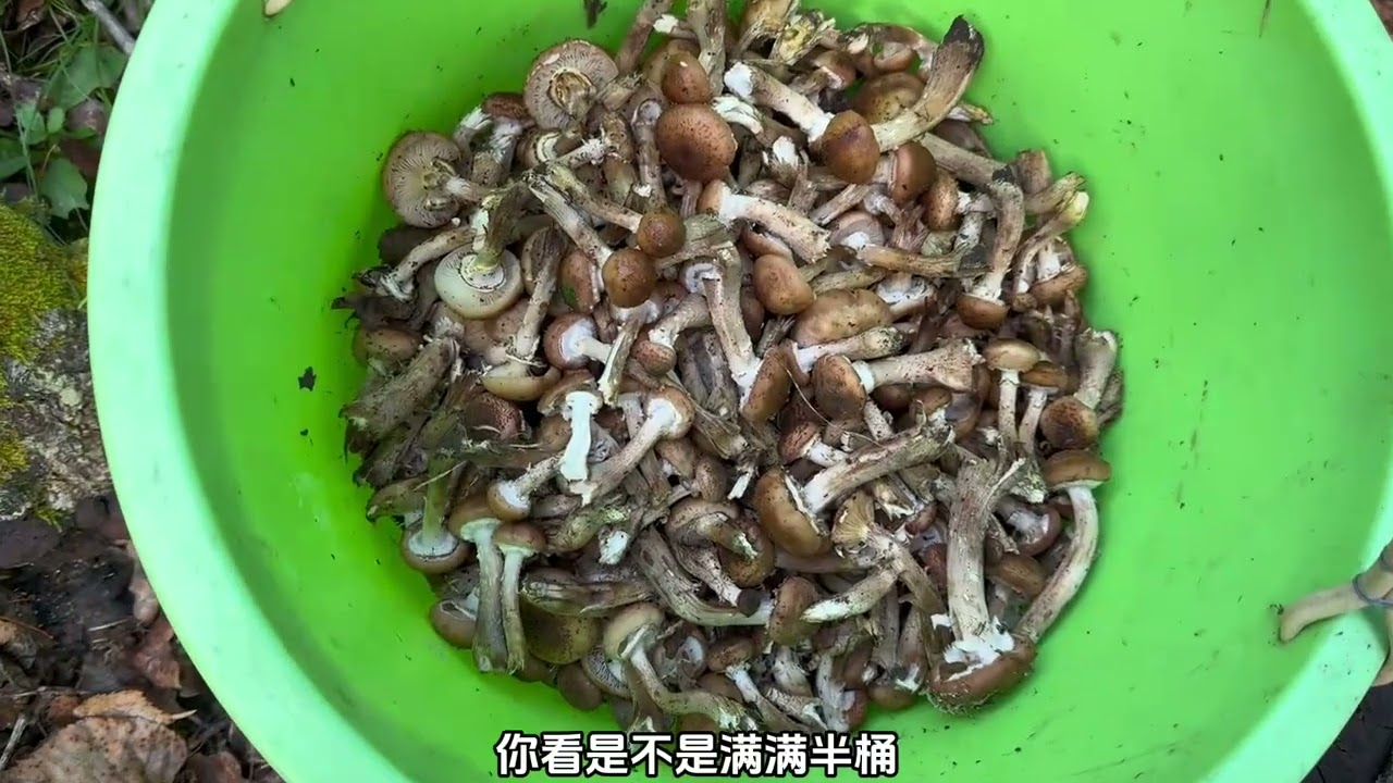 东北晚榛蘑下来了，一家四口一上午采了4背筐200来斤，能卖1千多