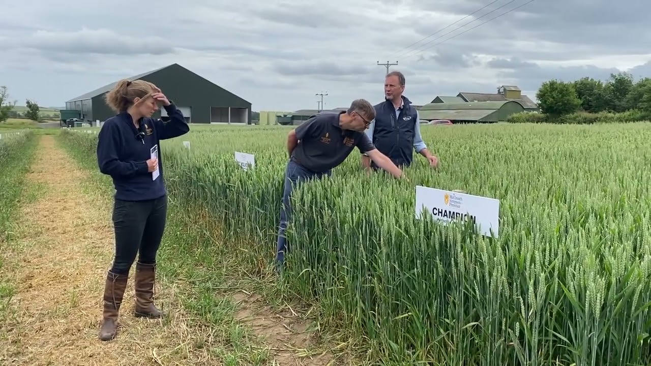 Champion Winter Wheat 2022: High Yielding Variety In The UK