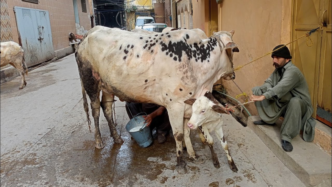 Hamari Gay Ne baccha de Diya 🐄