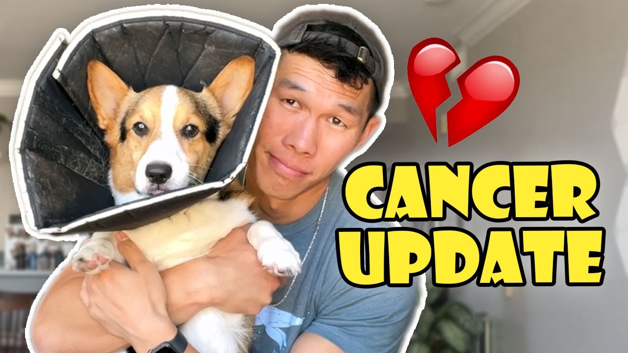 Update on My Corgi's Cancer Treatment || Life After College: Ep. 743