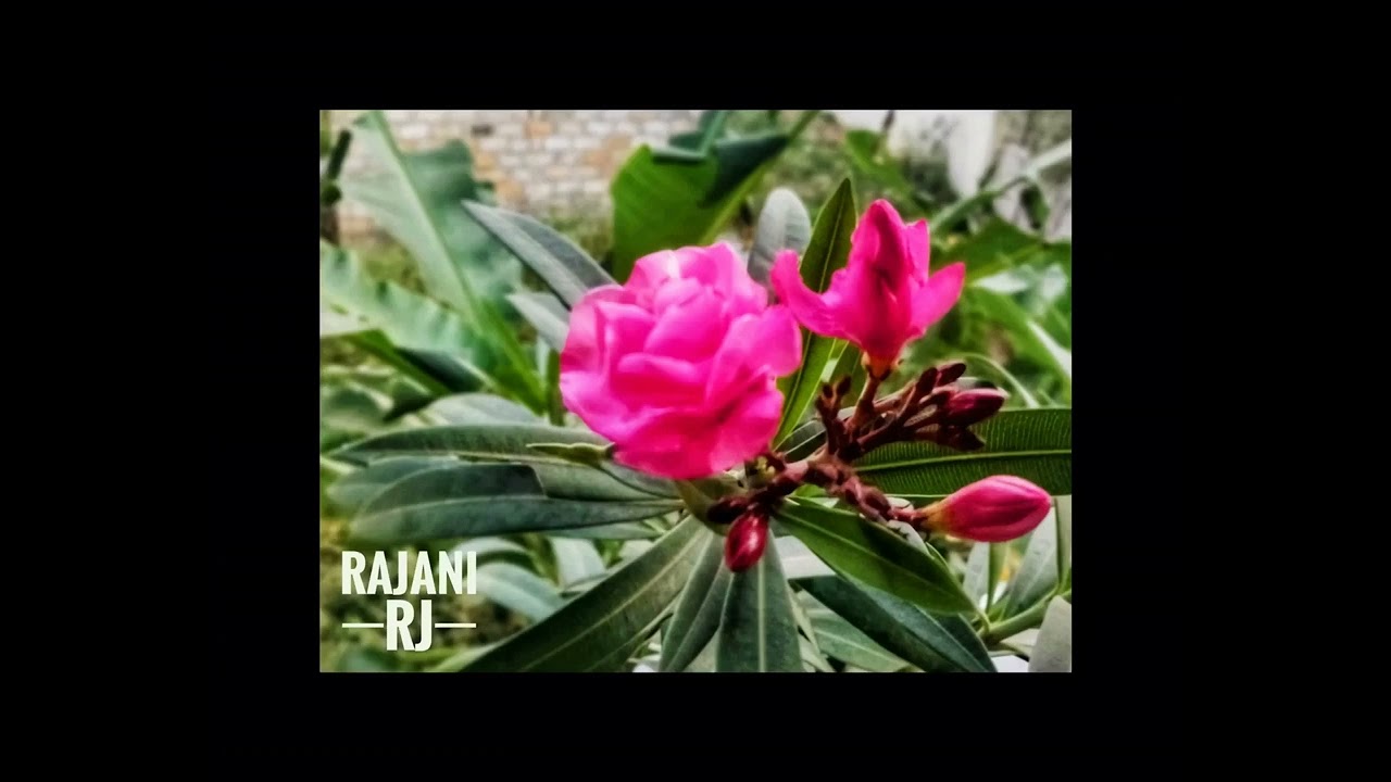 @dil ka bhanwar kare pukar pyaar ka raag suno @sdburman @mohd rafi saab @devanand @nutan