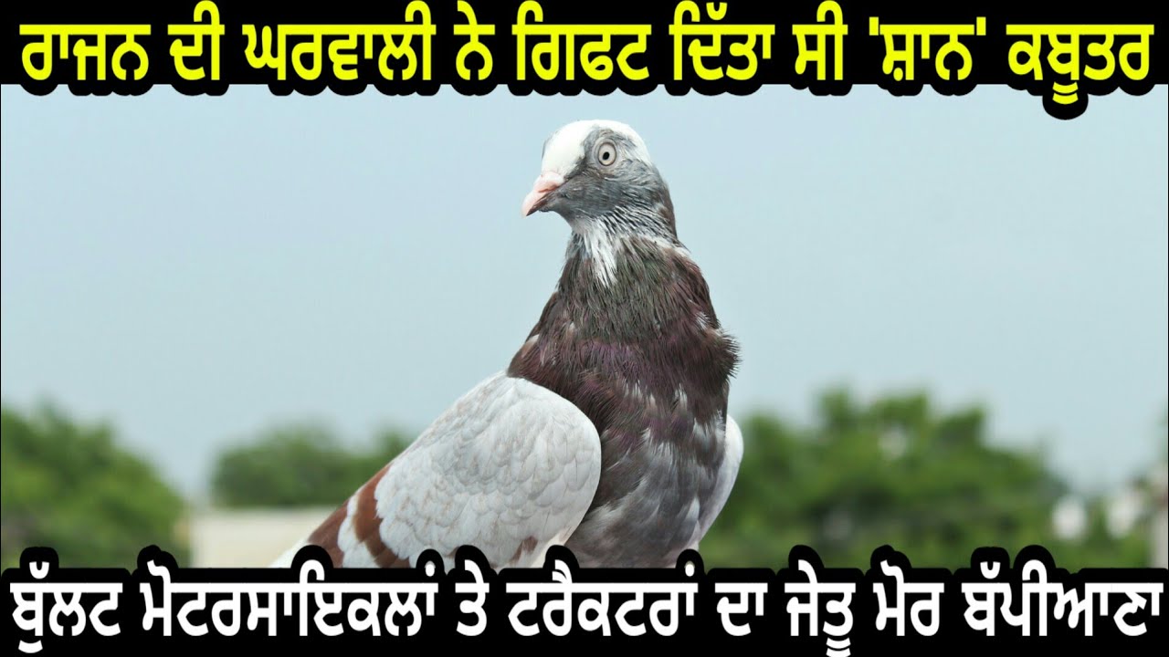 Ik Saunk Kabooter Bazi Da | Episode 14 | More Bapiana | ਟਰੈਕਟਰਾਂ ਦਾ ਜੇਤੂ ਖਿਡਾਰੀ ਮੋਰ ਬੱਪੀਆਣਾ
