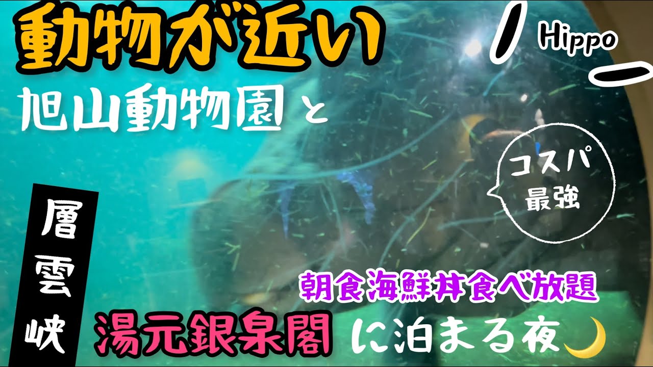 🐧北海道🐧「行動展示」で日本トップを争う人気動物園の魅力🦁コスパ最強層雲峡の宿🏠銀泉閣に泊まって朝ご飯はいくらかけ放題🍚で満足する旅🐟