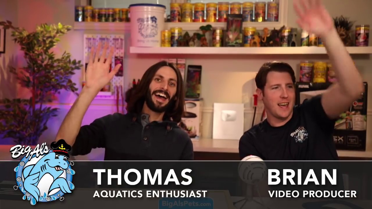 🔴 LIVE Aquatics Q&A • REACT • Product Features • Every OTHER Saturday @ 11am EST