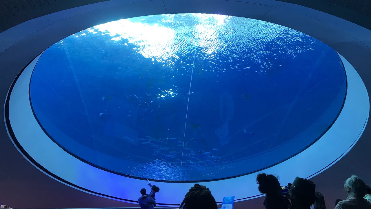 Massive Oculus Lens at Frost Science! Creatures of Light Exhibit, Aquarium & Glowing Science!