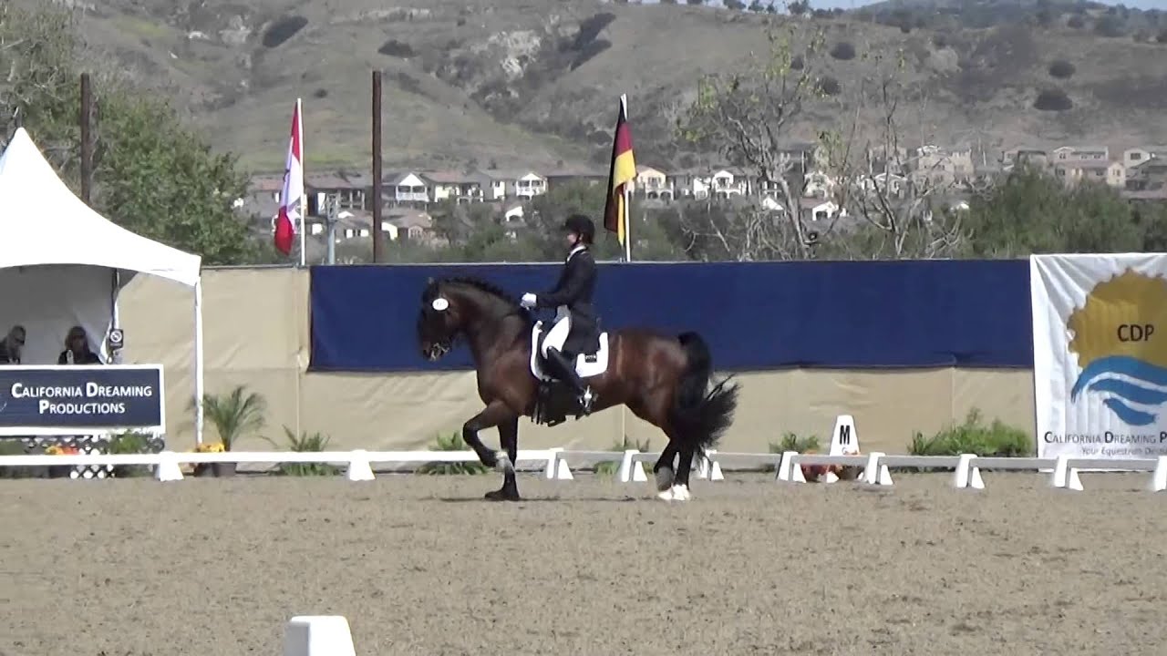 Jessica Wisdom and Cardi (welsh cob stallion) - GP Freestyle 3/2015