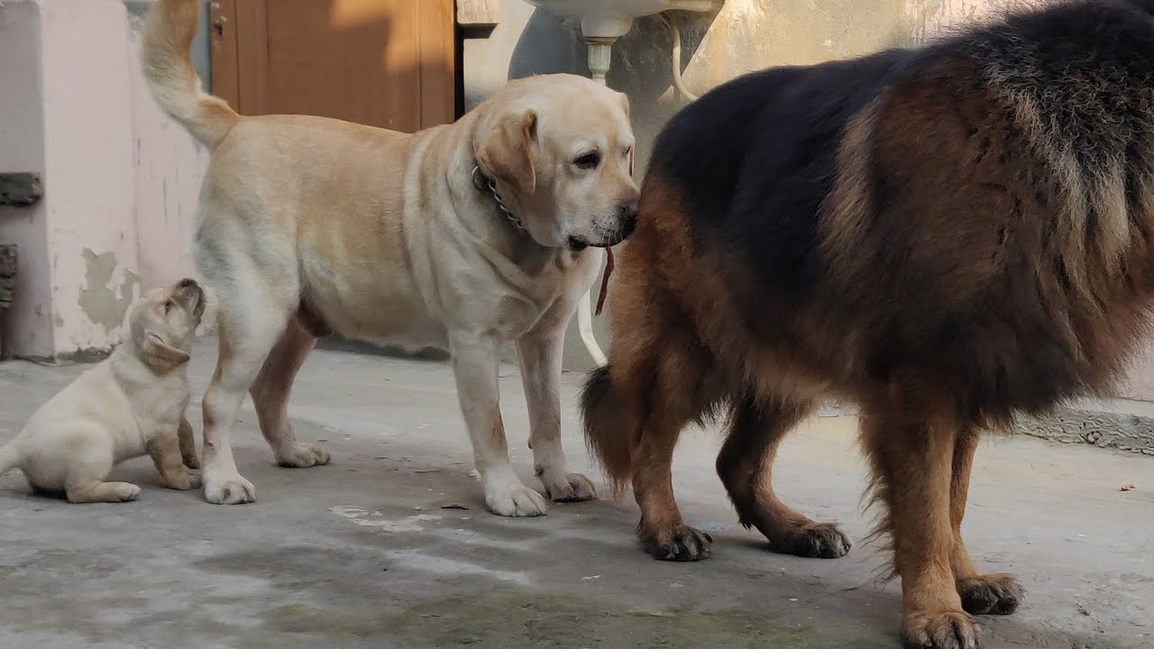 German Shepherd Longcoat & Labrador Puppy for Sale | Father Doggyz World