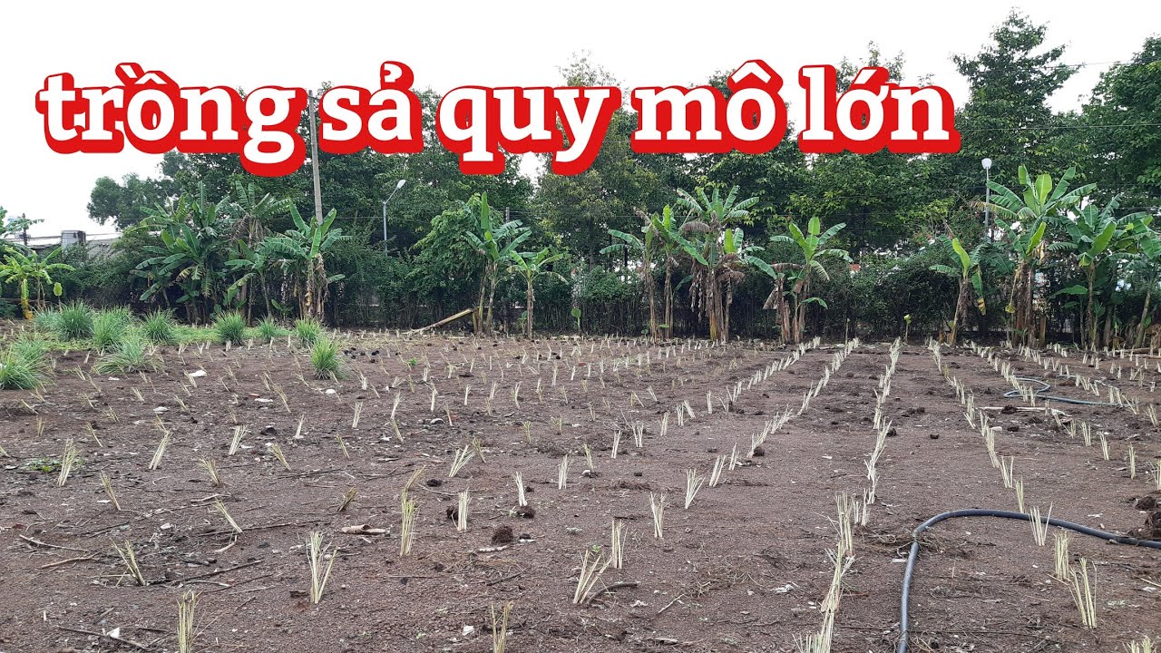 Chia sẻ kỹ thuật trồng sả, Và cách chọn con giống