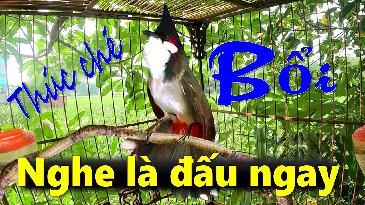 Chào mào luyện giọng hót hay | luyện chào mào bổi hót sáng.kích chào mào yếu lửa ra âm. นกปรอดหัวโขน