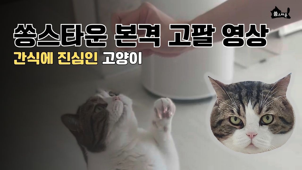 간식에 진심인 고양이