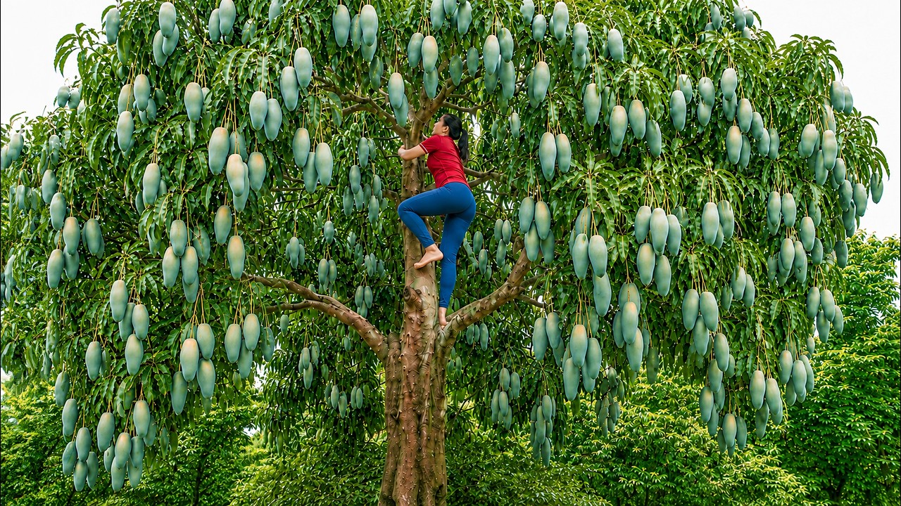 Harvesting Australian Mangoes from a 33-Foot-Tall Tree | Harvest and Sell at City Market