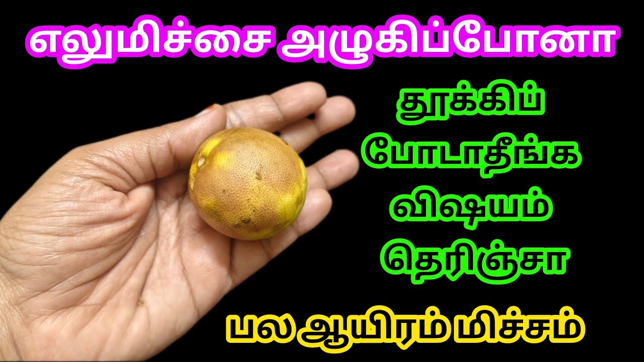 அழுகிப்போன எலுமிச்சம் பழத்தை வேஸ்ட் என்று நினைத்து தூக்கி போடாதீங்க/kitchen tips @Sabeevlogs 