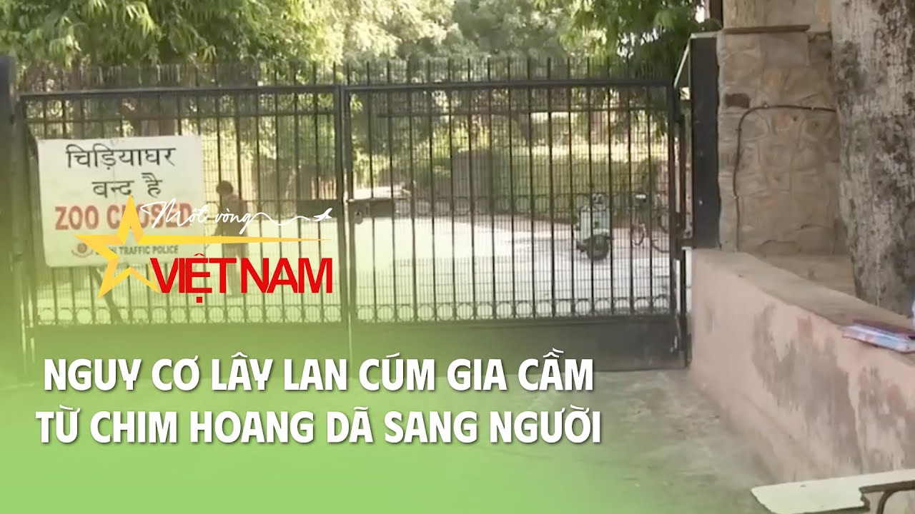 Nguy cơ lây lan cúm gia cầm từ chim hoang dã sang người | Cụm tin | Thời báo VTV