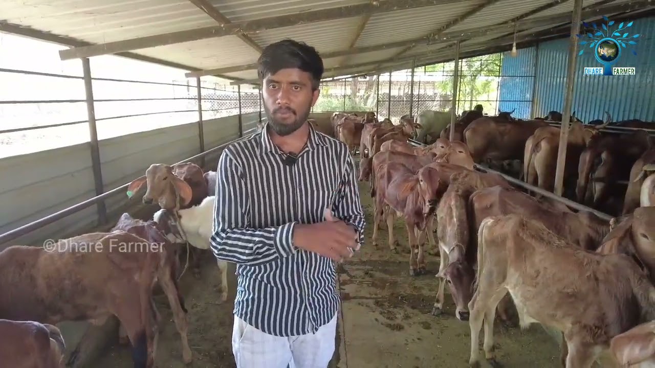 ಕರ್ನಾಟಕದ  ಅತಿ ದೊಡ್ಡ ದೇಸಿ ಹಸುವಿನ ಡೈರಿ ಫಾರ್ಮ್|a2 milk dairy farming